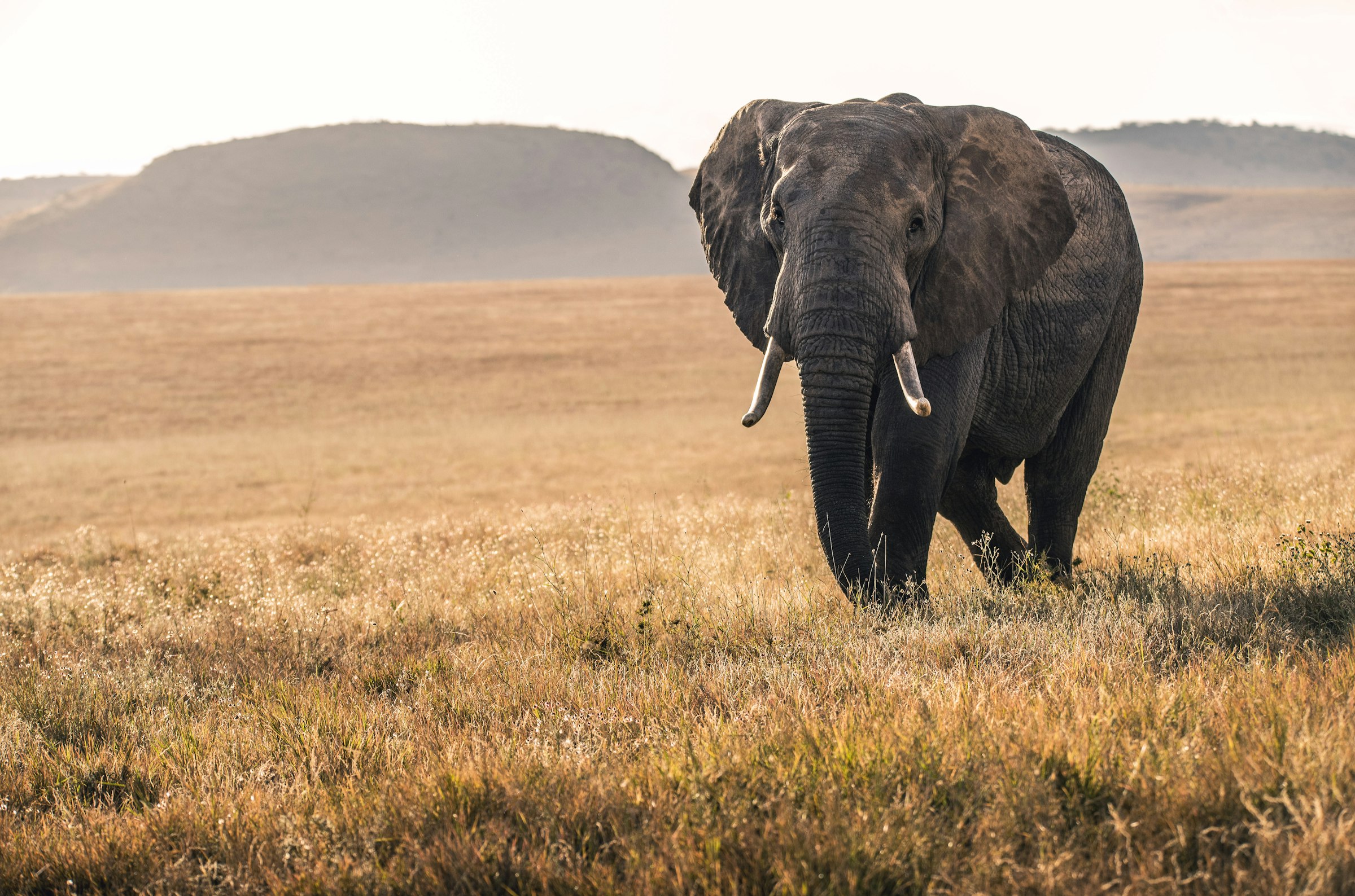 Elefante en la sabana del Serengeti con la primera luz