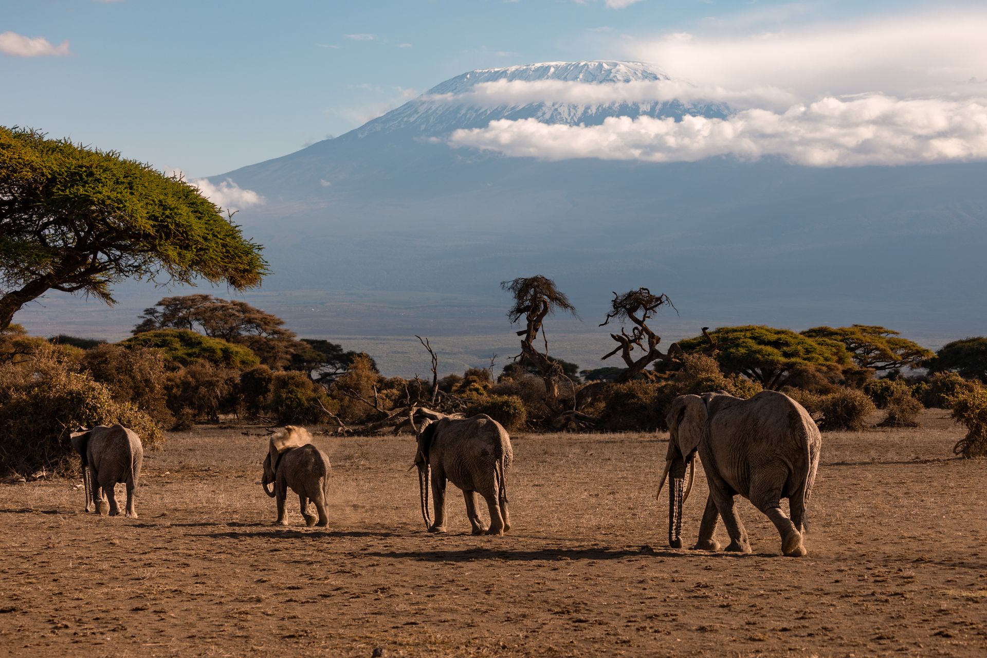 Familia de elefantes caminando con el Kilimanjaro nevado de fondo