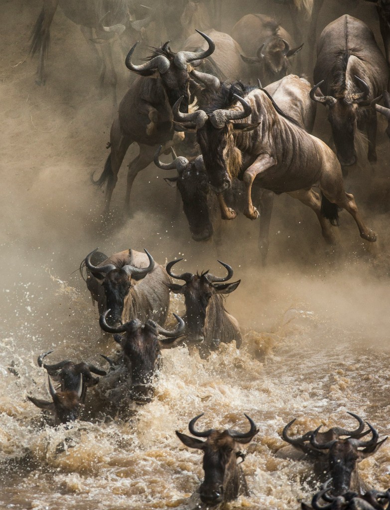 Ñus de la gran migración cruzando el río Mara