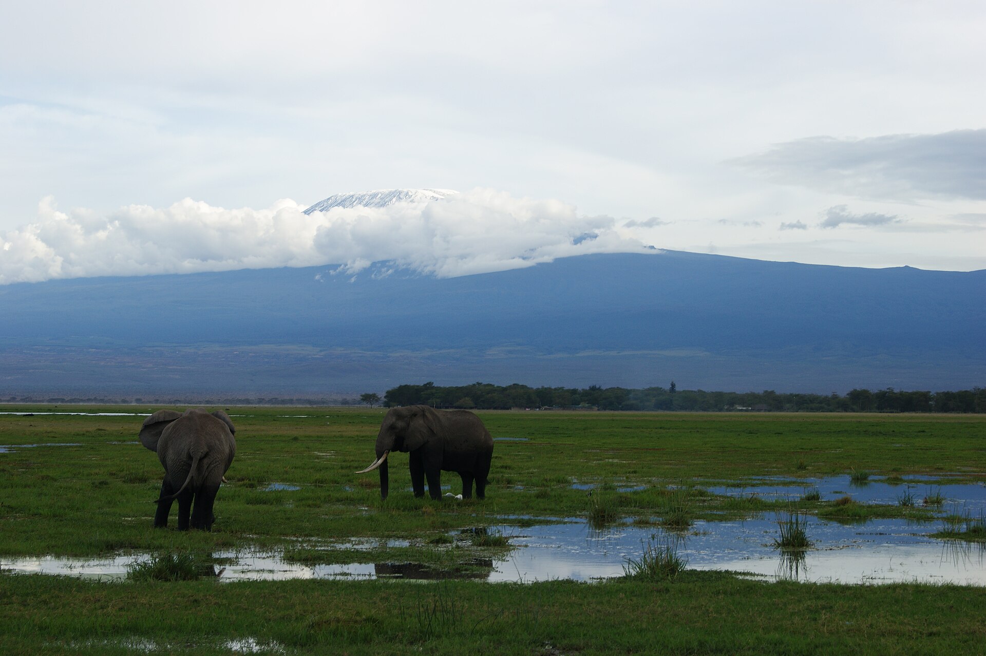 Elefantes en Amboseli con el Kilimanjaro de fondo