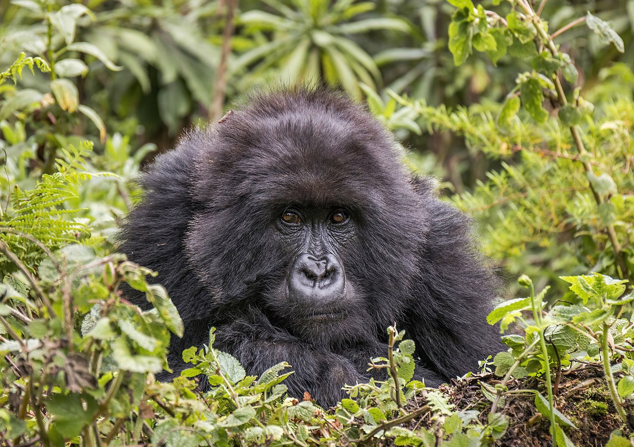Gorila de montaña entre la vegetación, Uganda